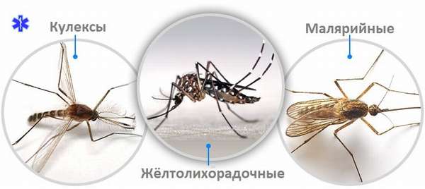 Разновидности комаров